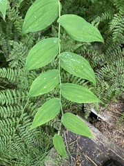 Streptopus amplexifolius