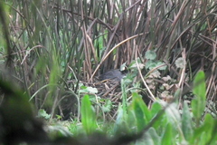 Fulica americana columbiana