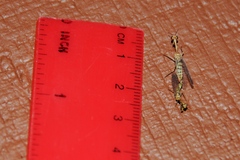 Mantispidae