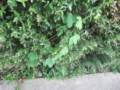 Passiflora lutea