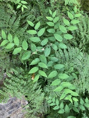 Streptopus amplexifolius