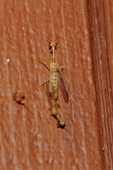 Mantispidae