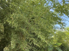 Phyllostachys aureosulcata