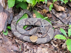 Agkistrodon contortrix