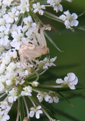 Mecaphesa asperata