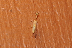 Mantispidae