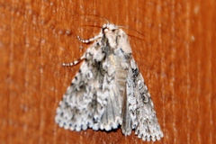 Acronicta marmorata