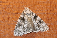 Acronicta marmorata