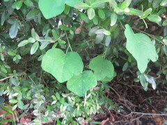 Passiflora lutea