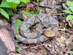 Agkistrodon contortrix