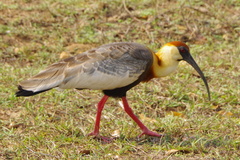 Theristicus caudatus