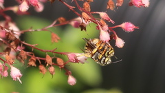 Anthidium oblongatum