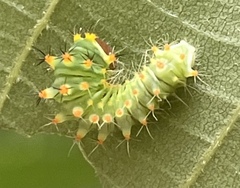 Antheraea polyphemus