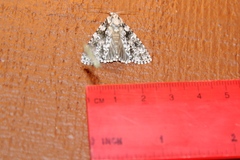 Acronicta marmorata