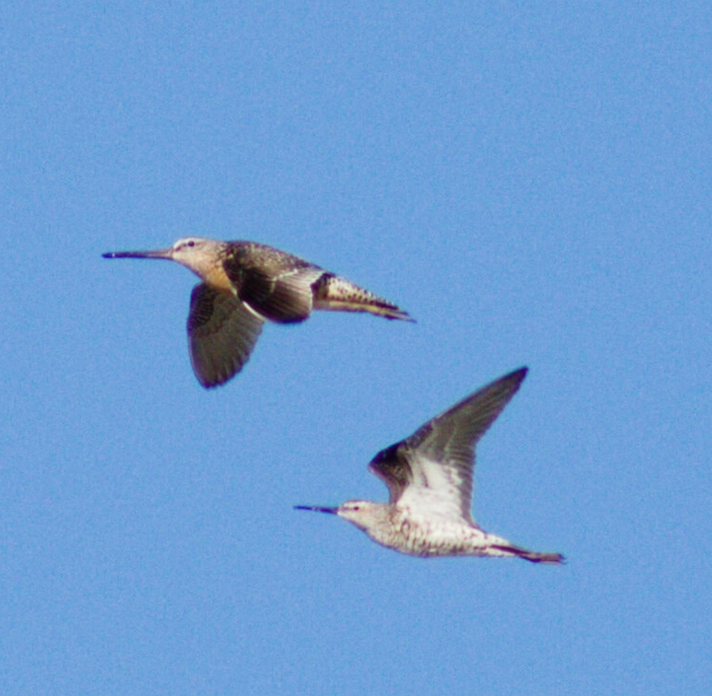 Stilt Sandpiper from Northside, Jacksonville, FL, USA on July 24, 2022 by somerandombirder