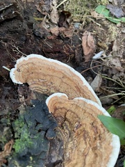 Heterobasidion annosum