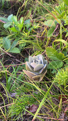 Orostachys malacophylla