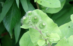 Arctium minus
