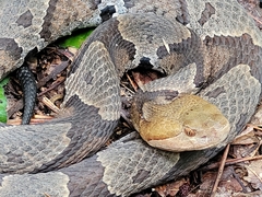 Agkistrodon contortrix