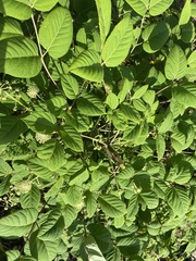 Aralia continentalis