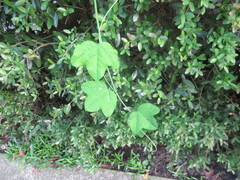 Passiflora lutea