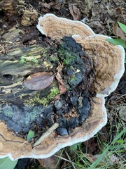 Heterobasidion annosum