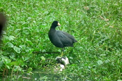 Fulica americana columbiana