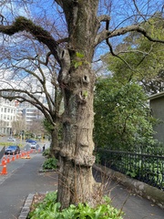 Ficus macrophylla