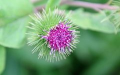 Arctium minus