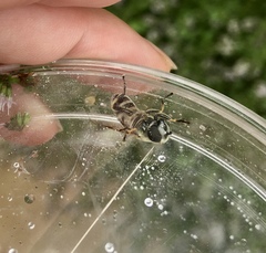 Eristalis stipator