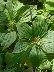 Cornus unalaschkensis
