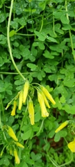 Oxalis pes-caprae