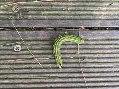 Sphinx morio arestus