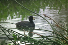 Fulica americana columbiana