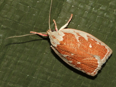 Euchaetis rhizobola