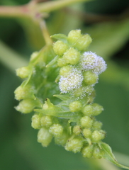 Daktulosphaira vitifoliae