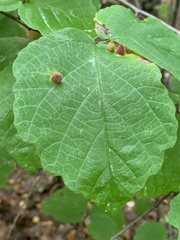 Hormaphis hamamelidis