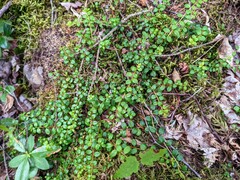 Gaultheria hispidula