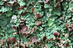 Ricasolia quercizans