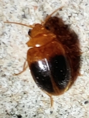Prionocyphon discoideus