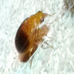 Prionocyphon discoideus