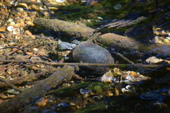 Sternotherus odoratus