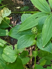 Cornus unalaschkensis