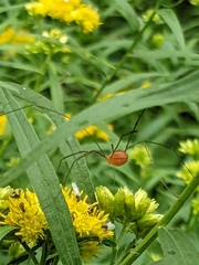 Leiobunum politum