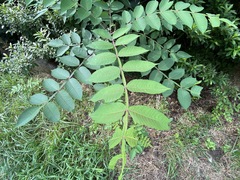 Rhus javanica