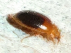 Prionocyphon discoideus