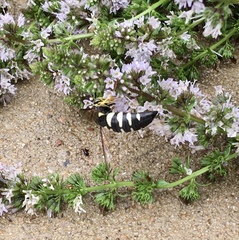 Bicyrtes quadrifasciatus