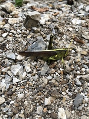 Schistocerca obscura