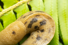 Ariolimax columbianus