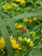 Leiobunum politum